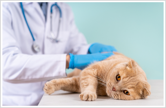 Pet allergy testing