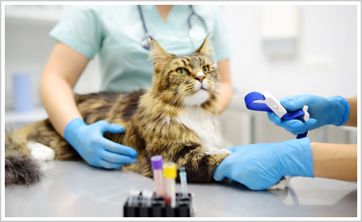 Allergy testing in cats