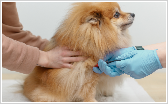 Allergy testing in dogs