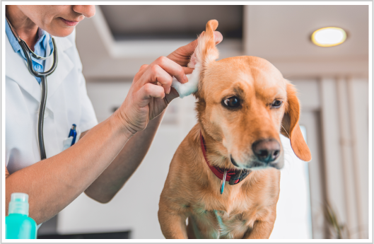 Pet Ear Infections