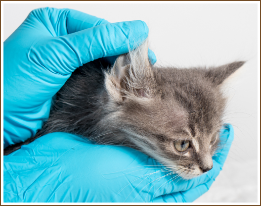 Ear infections in Cats