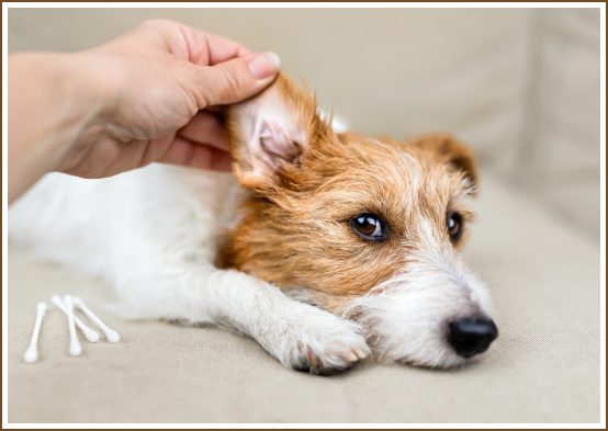 Ear Infections in Dogs