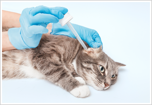 Ear Infection Treatments for Cats