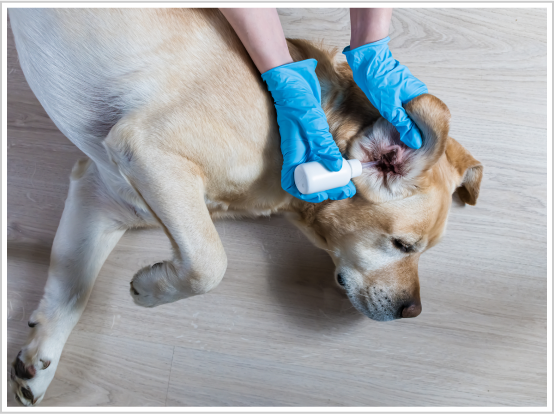 Ear Infection Treatments for Dogs