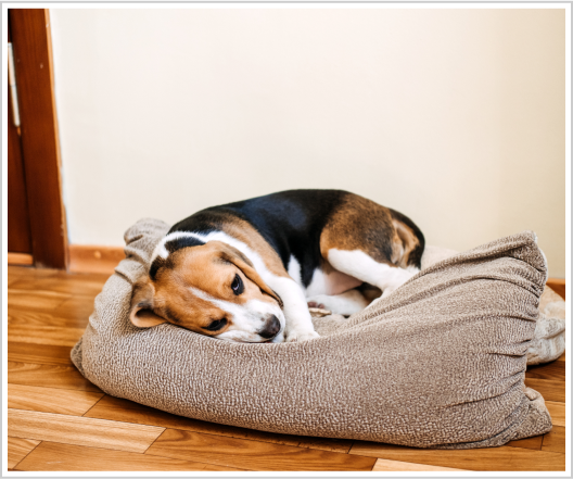 Symptoms of pet lumps and bumps