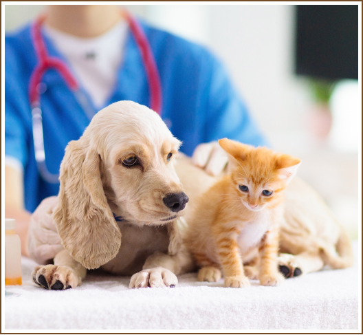 Pet lumps and bumps treatment for cats & dogs