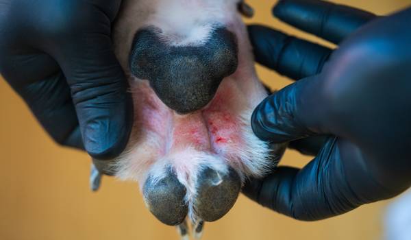 Allergic Skin Diseases in Dogs