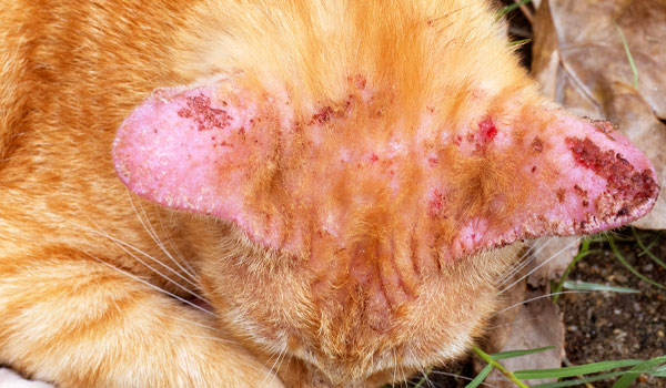 Cat Ear Infection