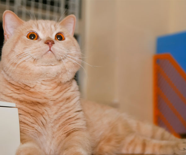 Ear & Nose Disorder Treatment for Cats