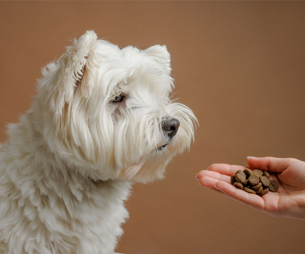 Food Allergies in Dogs