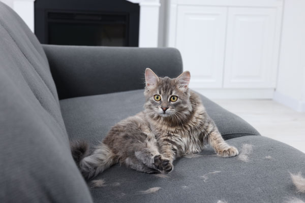 Hair Loss in Pets