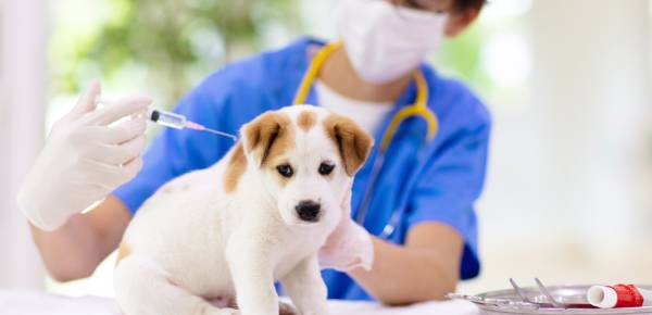 Immune Disorders Treatment for Pets