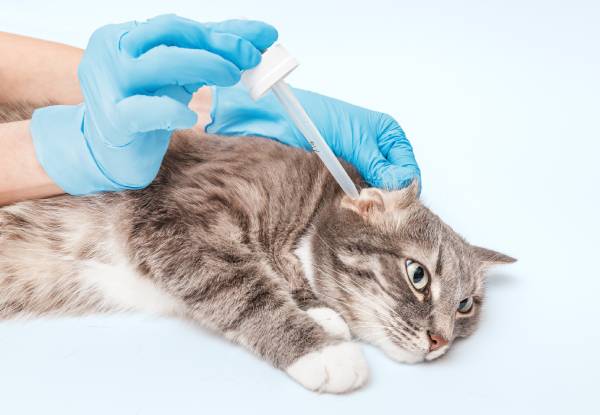 Mites Treatment for Pets