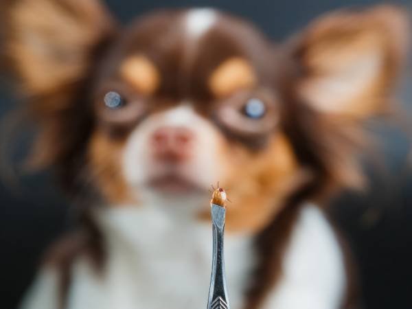 Mites infestations in Pets