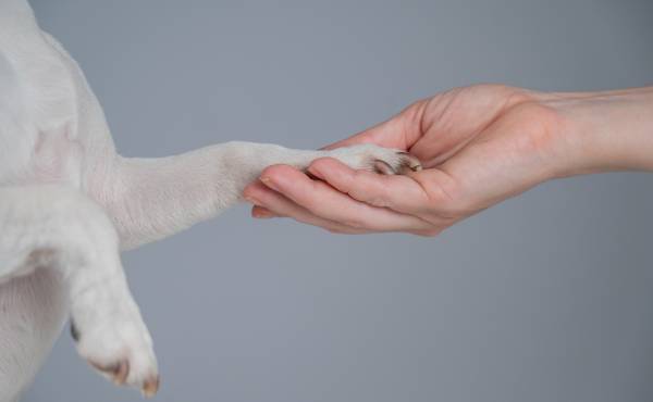 Paw & Nail Disorder Treatment 
