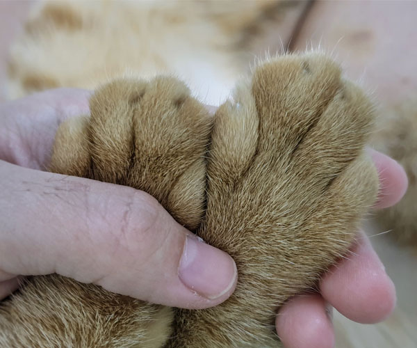 Paw & Nail Disorders