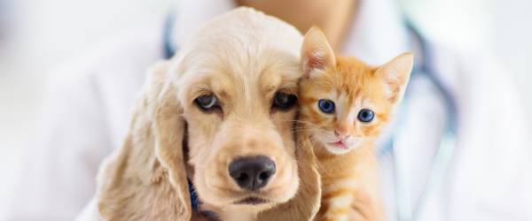 Pets' Immune Disorders