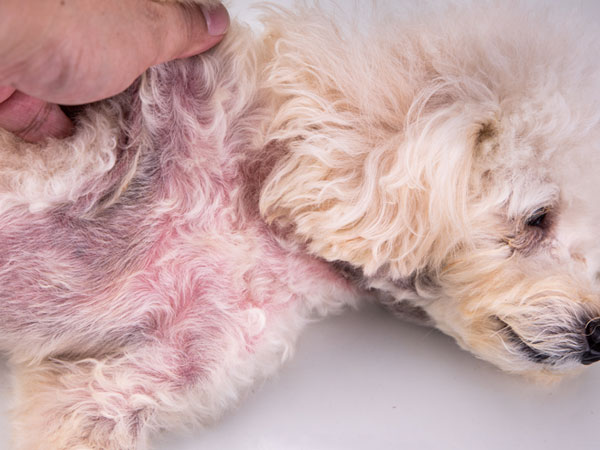 Seborrheic & Breed Disorders