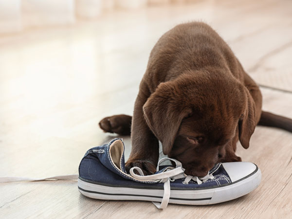 Seborrheic & Breed Disorders Treatment