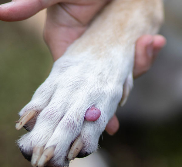 Skin Cancer & Tumors in Pets