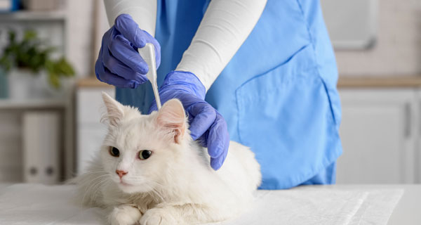 Pet Allergy Treatment