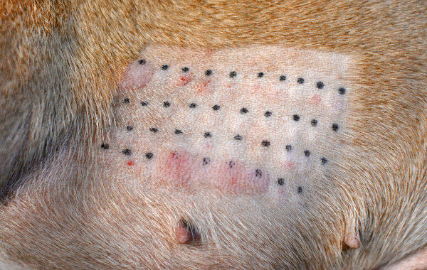 Pet Allergy Skin Testing