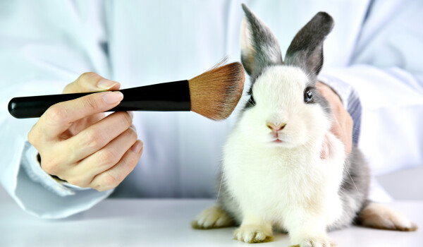 Pet Mold Allergy Testing