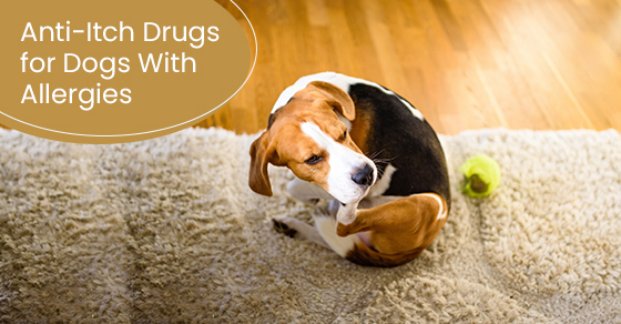 Anti-itch drugs for dogs with allergies